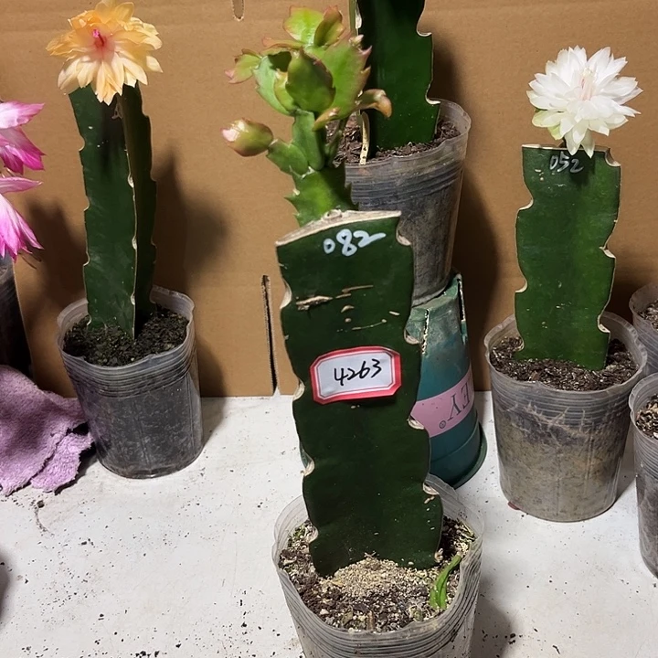 好***7当前无花朵，栽培后可花朵082