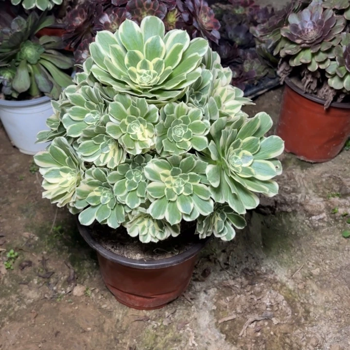 多肉植物法师迈巴赫12