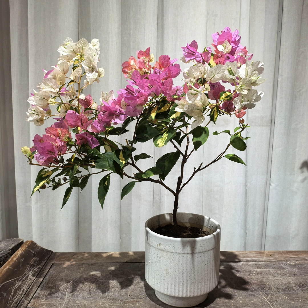 金心橙白三角梅盆景老桩好养勤花【渣男专用】