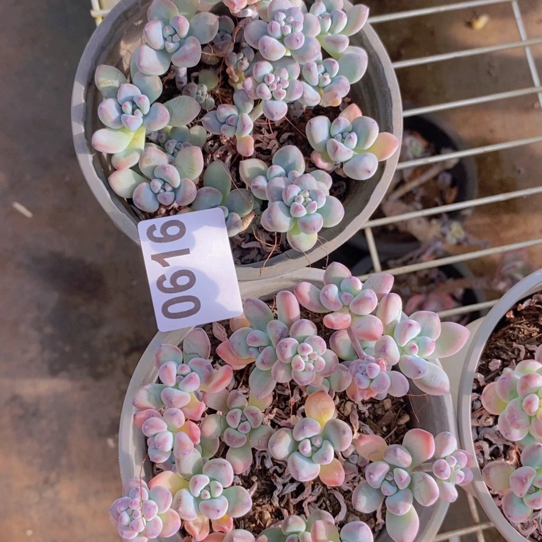 一***叶0616汤姆漫画一物一拍两杯