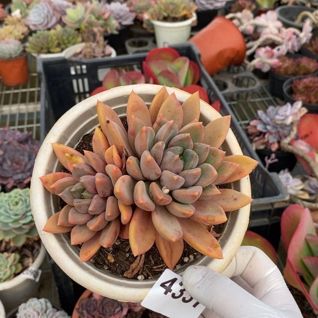 4337黄金象牙一物一拍