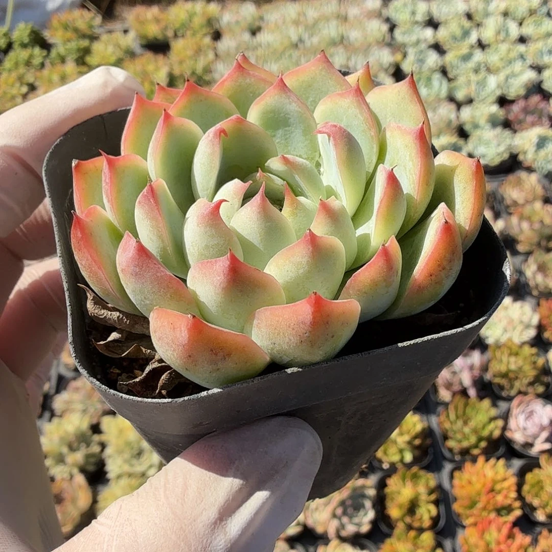 六公分粉水晶玫瑰满20包邮