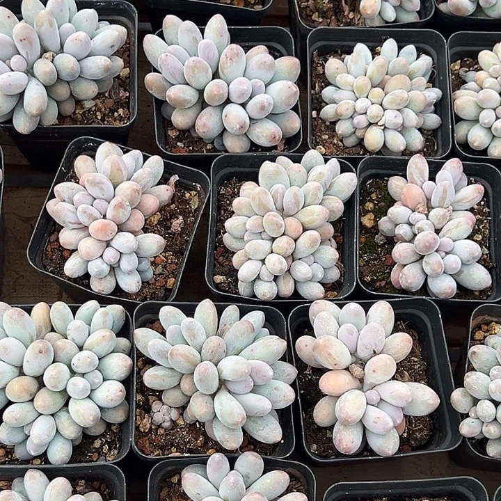 汤圆锦          叶插群