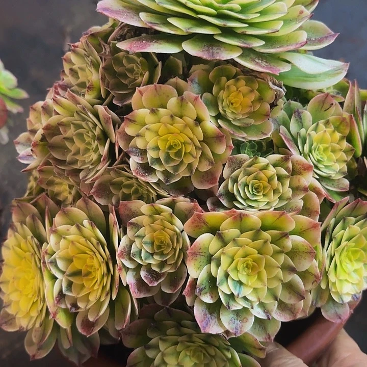 多肉植物福利918个