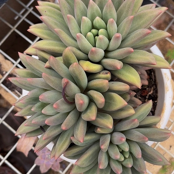 好姑娘多肉，红蜻蜓杂