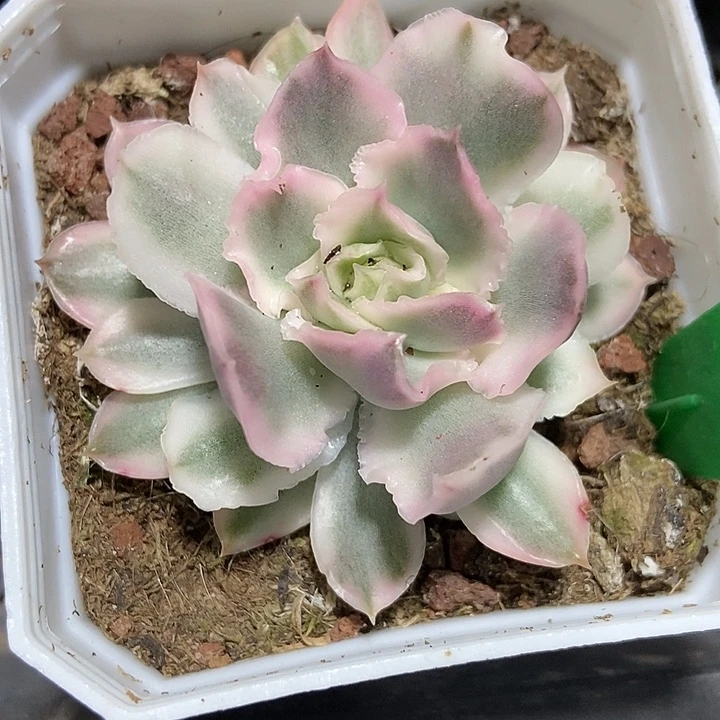 多肉植物紫蝴蝶锦3137