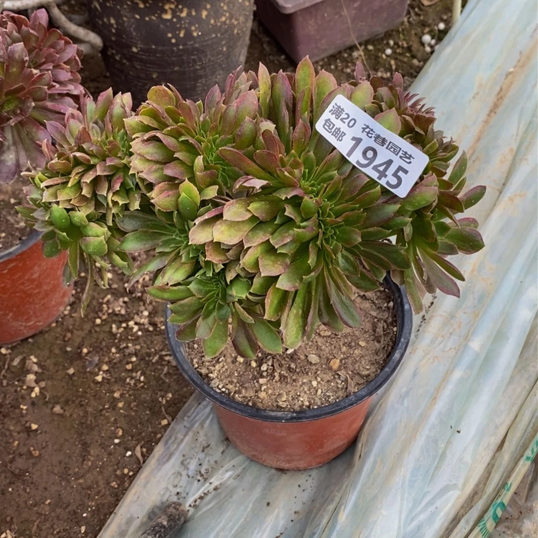 1945 号一物一拍多肉植物