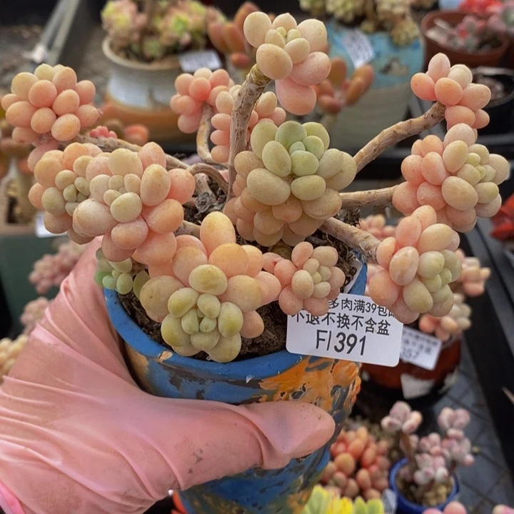 洛可可老桩有砍12cm391多肉植物