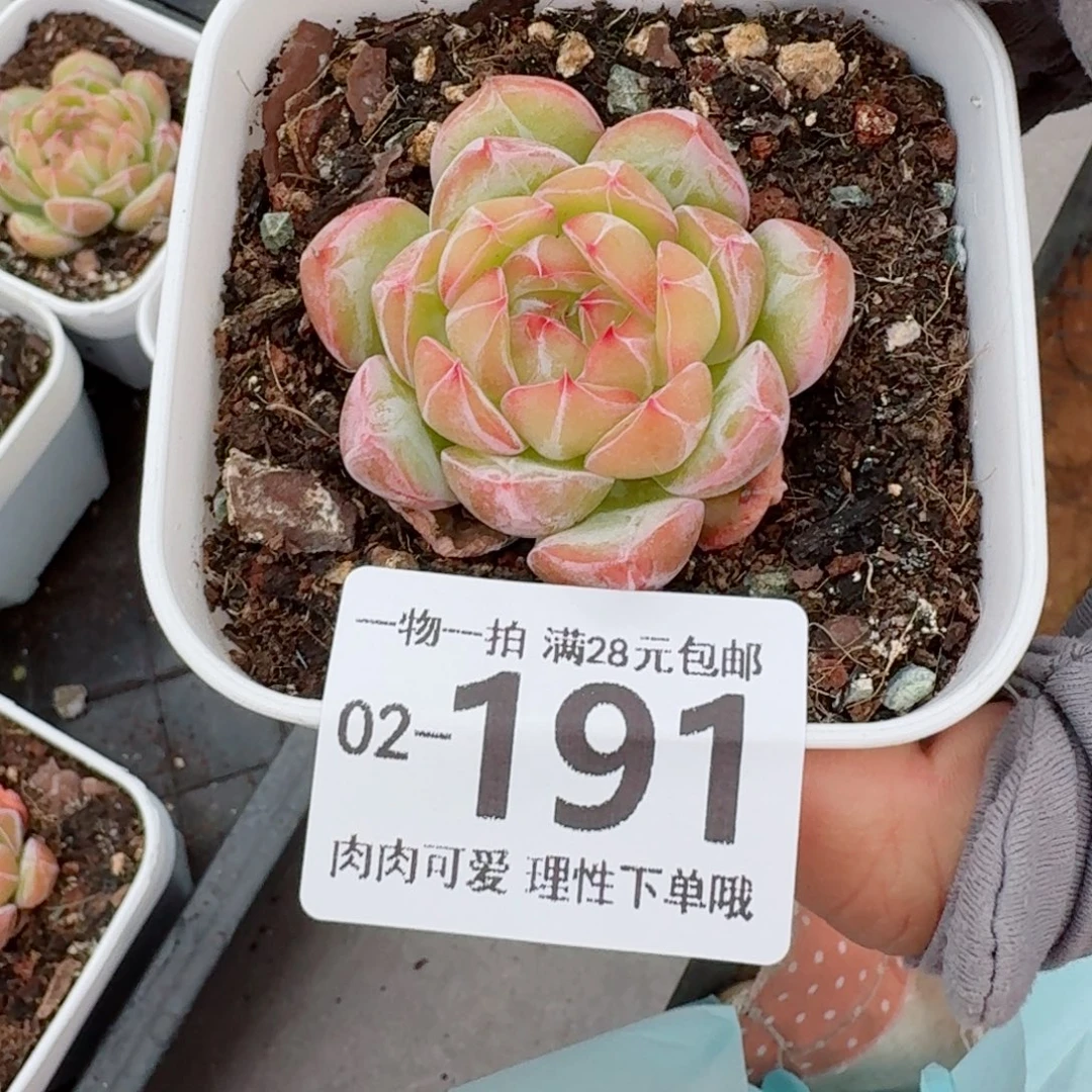 雪花珍妮无盆土无盆土发货