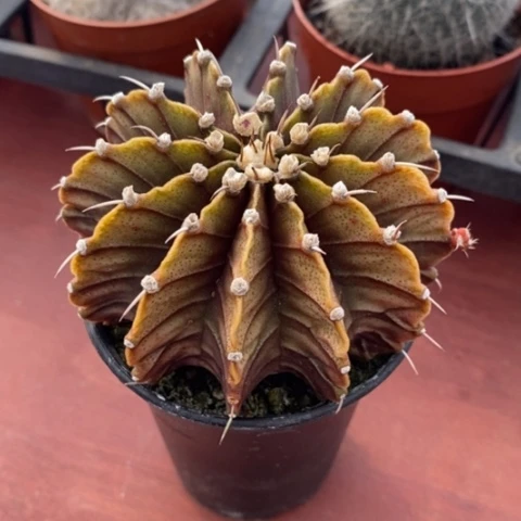 大肋骨牡丹8仙人球