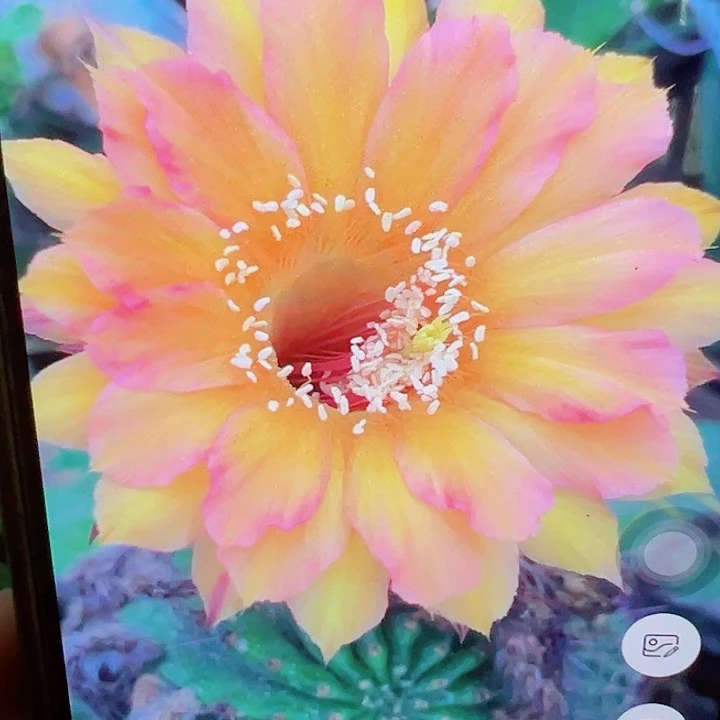 彩草 225-3侧芽 厘米 满20包邮