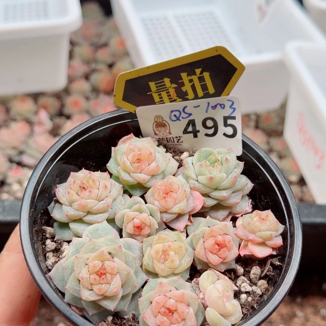 多肉植物多肉植物