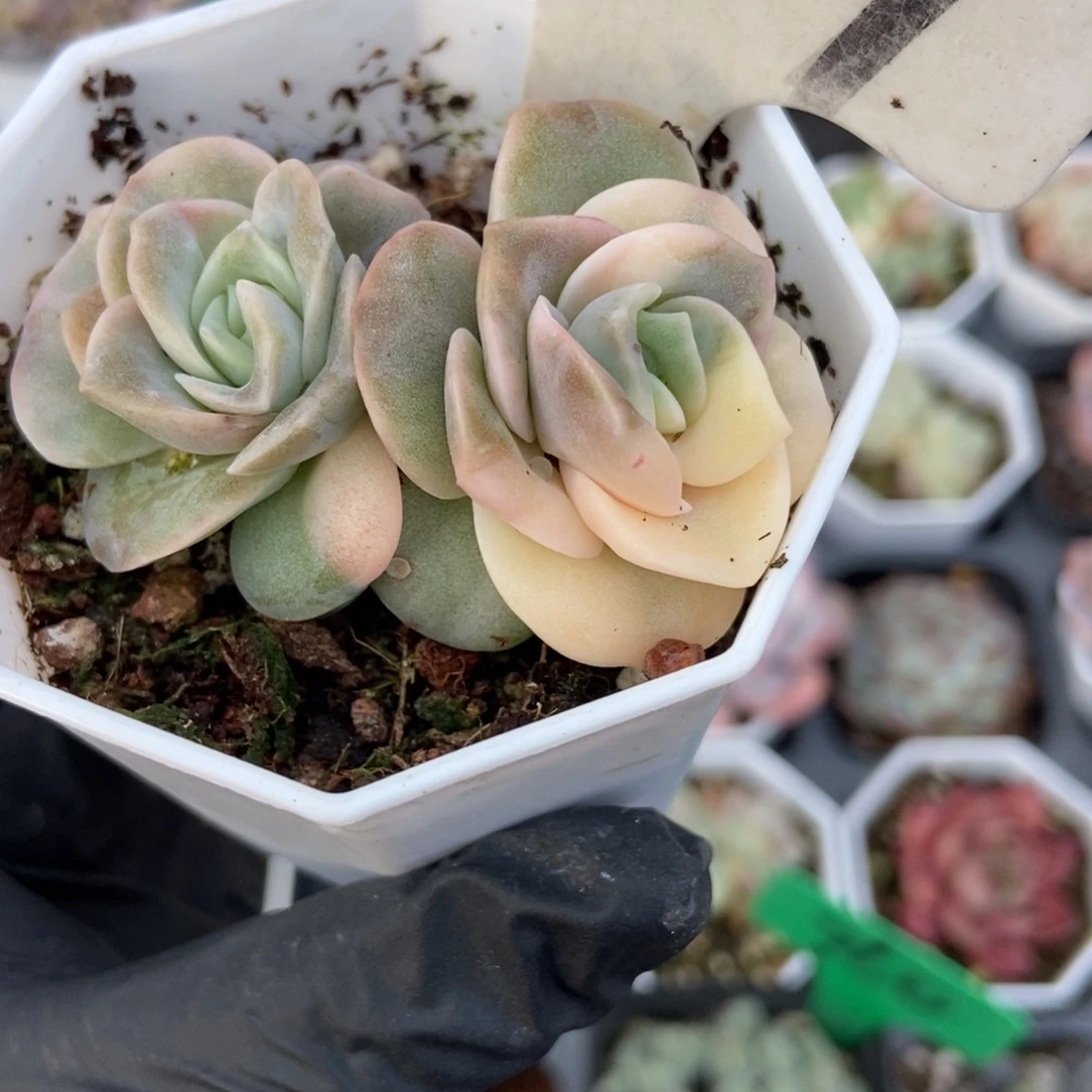 959可爱玫瑰锦多肉植物