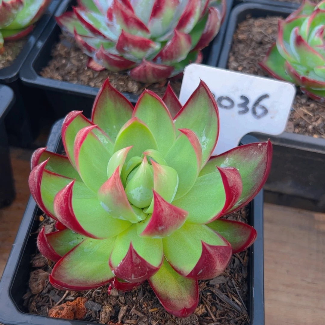 惊鸿仙子一物一拍2036号