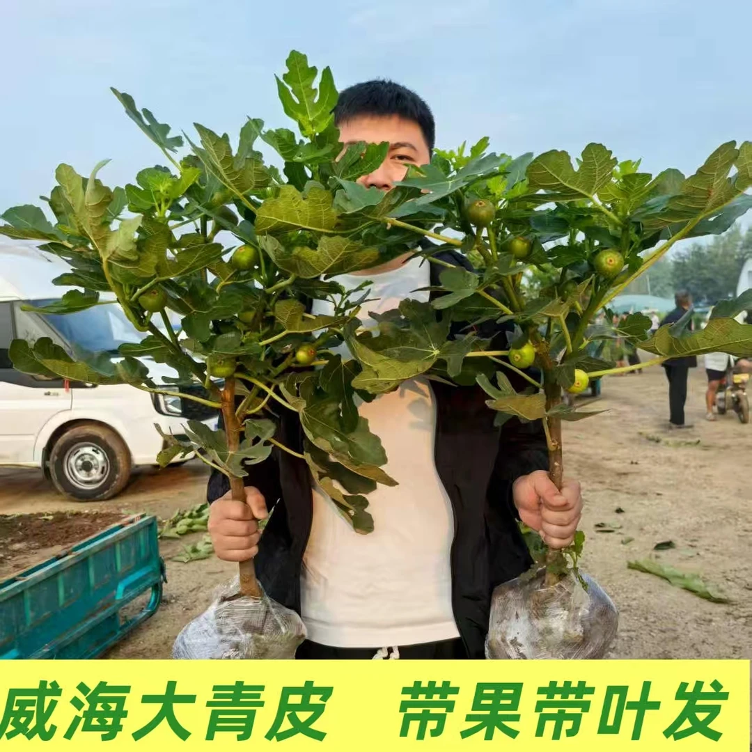 威海大青皮无花果盆栽地栽果树苗大全南方北方可种植好养