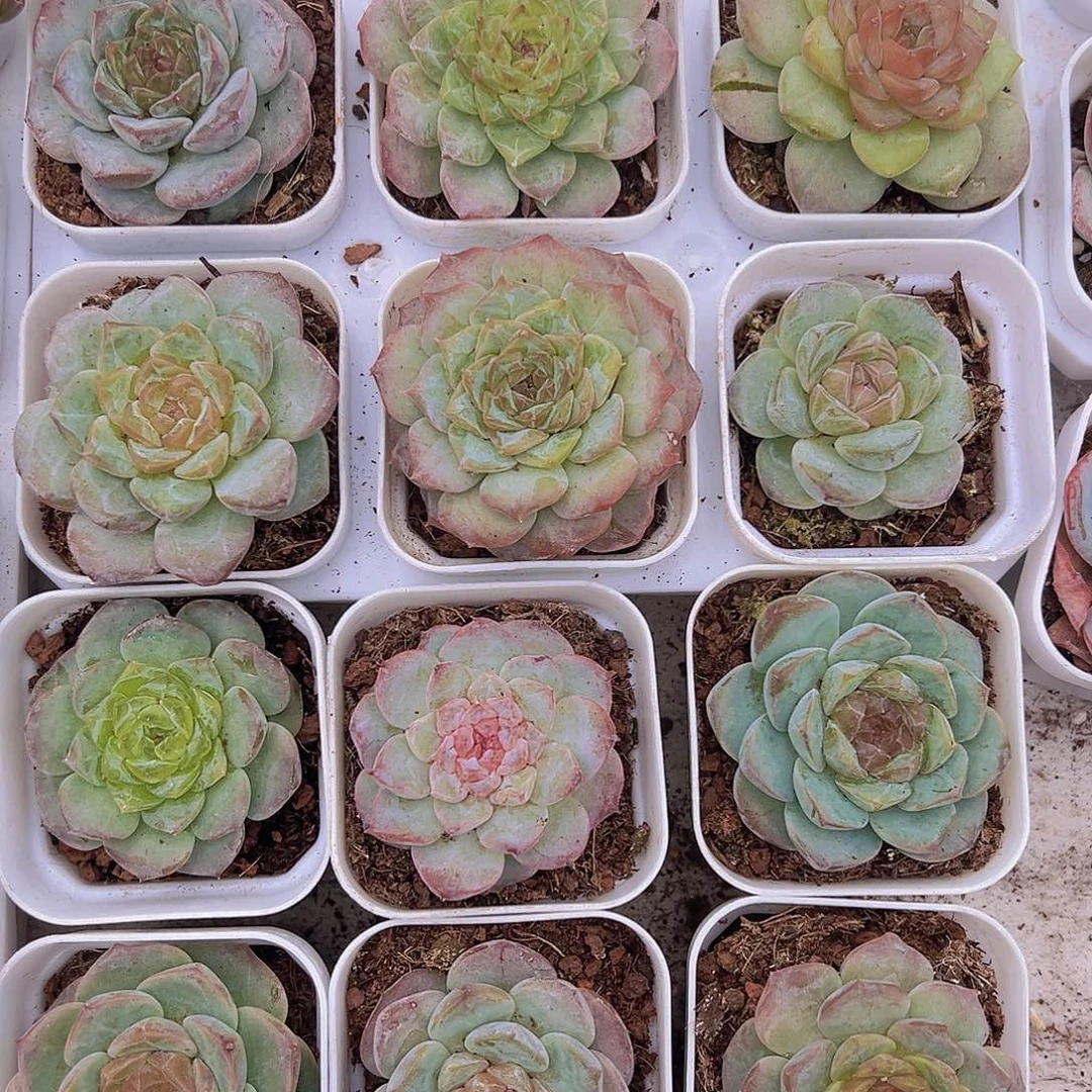 冰魄12颗混色多肉