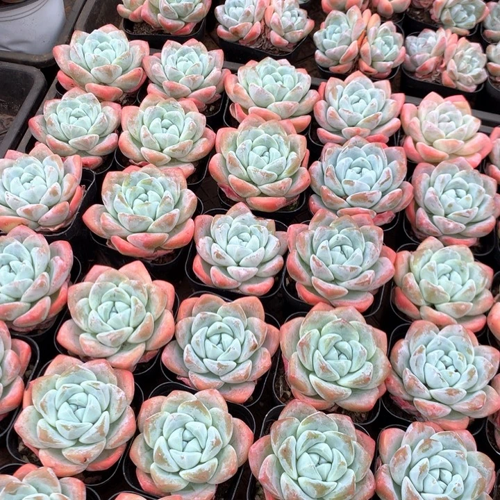 带盆土暗纹冰玉3颗两单包邮