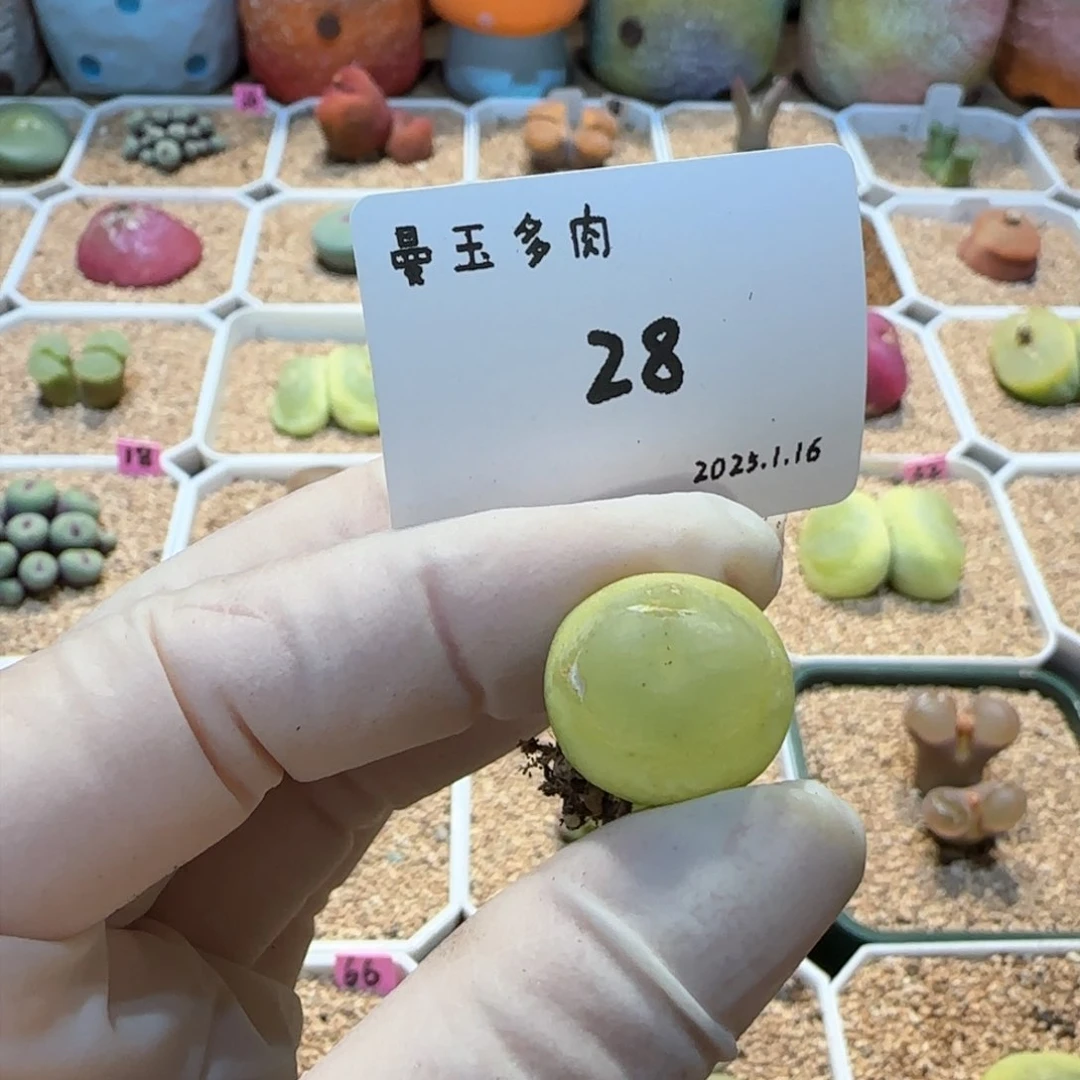 菠***嘴多肉多肉多肉1.16-028