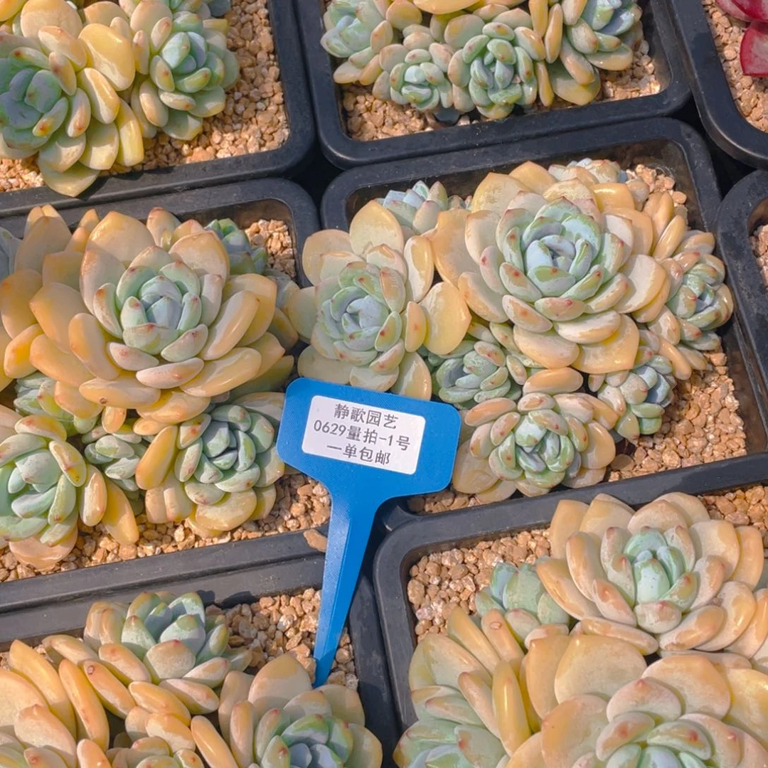 0629-1-开播福利冷香大群老桩一颗