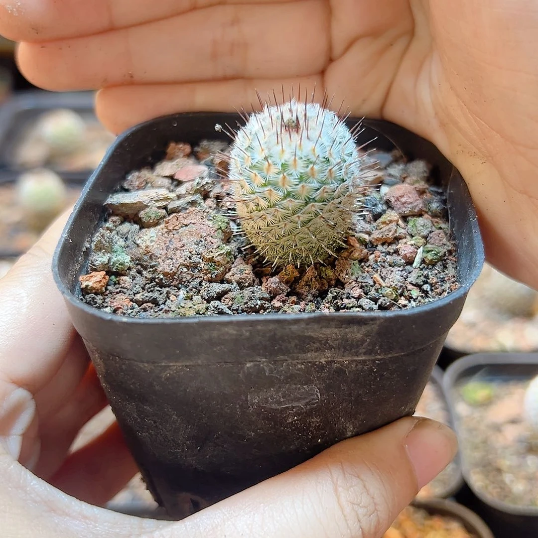 实生直刺佩蕾含刺2公分1颗