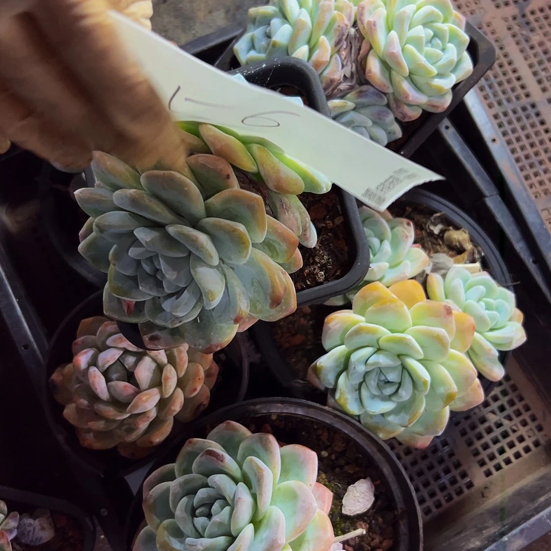 56号一物一拍微瑕不售后