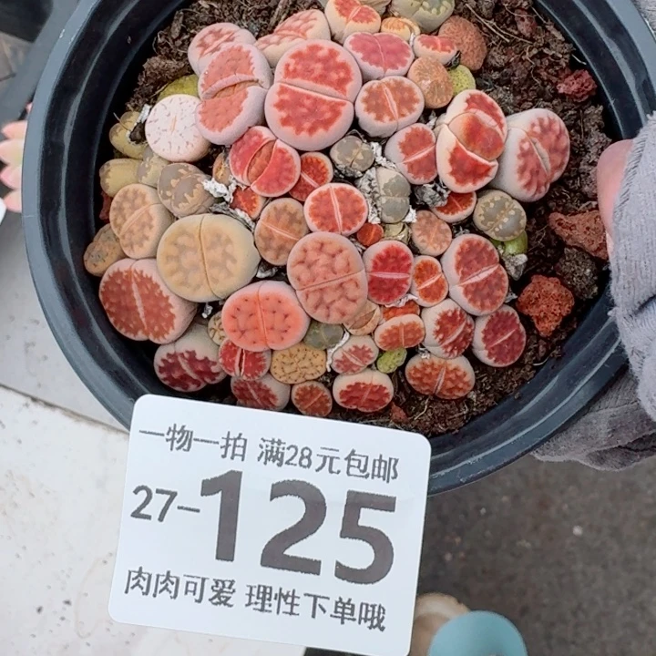 生石花多肉无盆土发货无盆