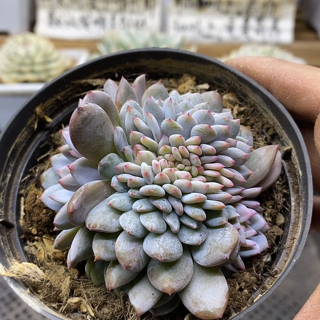 05110 星星橙缀化龙头龙尾