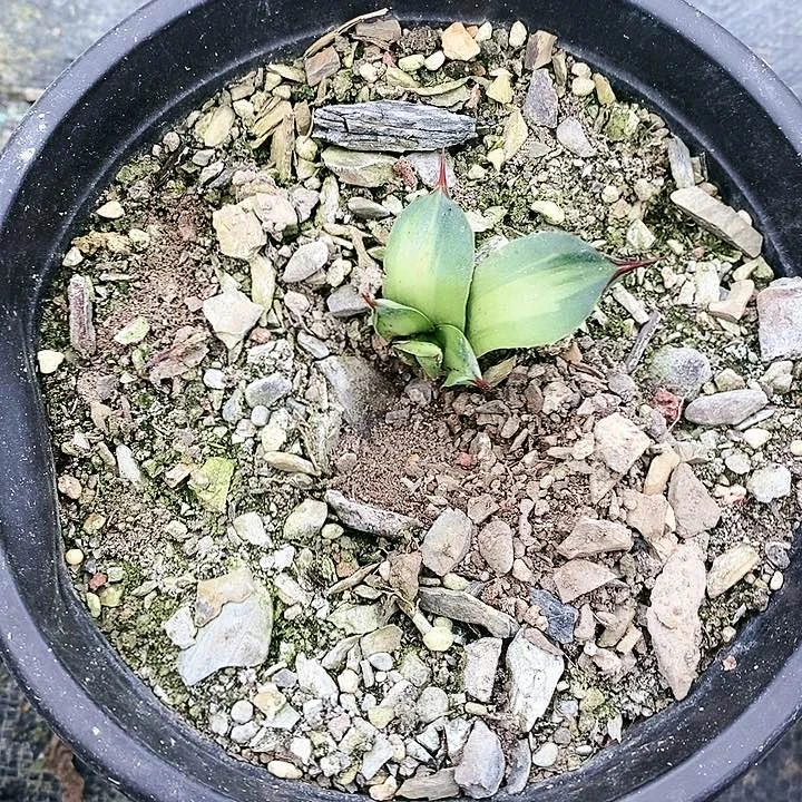 【闪购商品】无花朵c****h龙舌兰虚空浅中斑