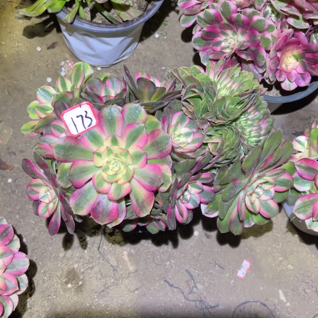 173多肉植物荔枝缀化