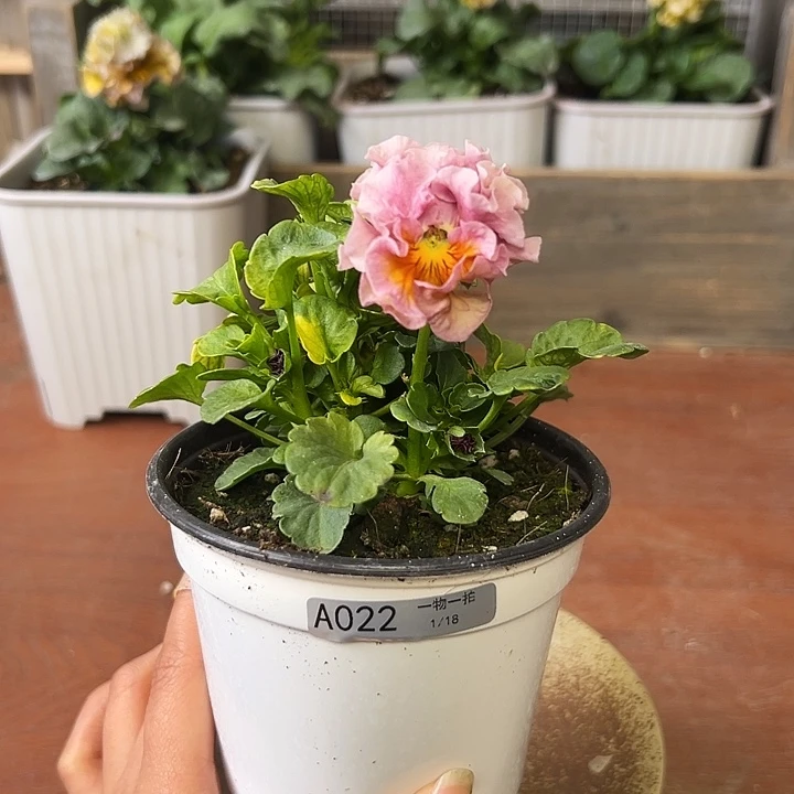 红陶022 我家的花花真好看