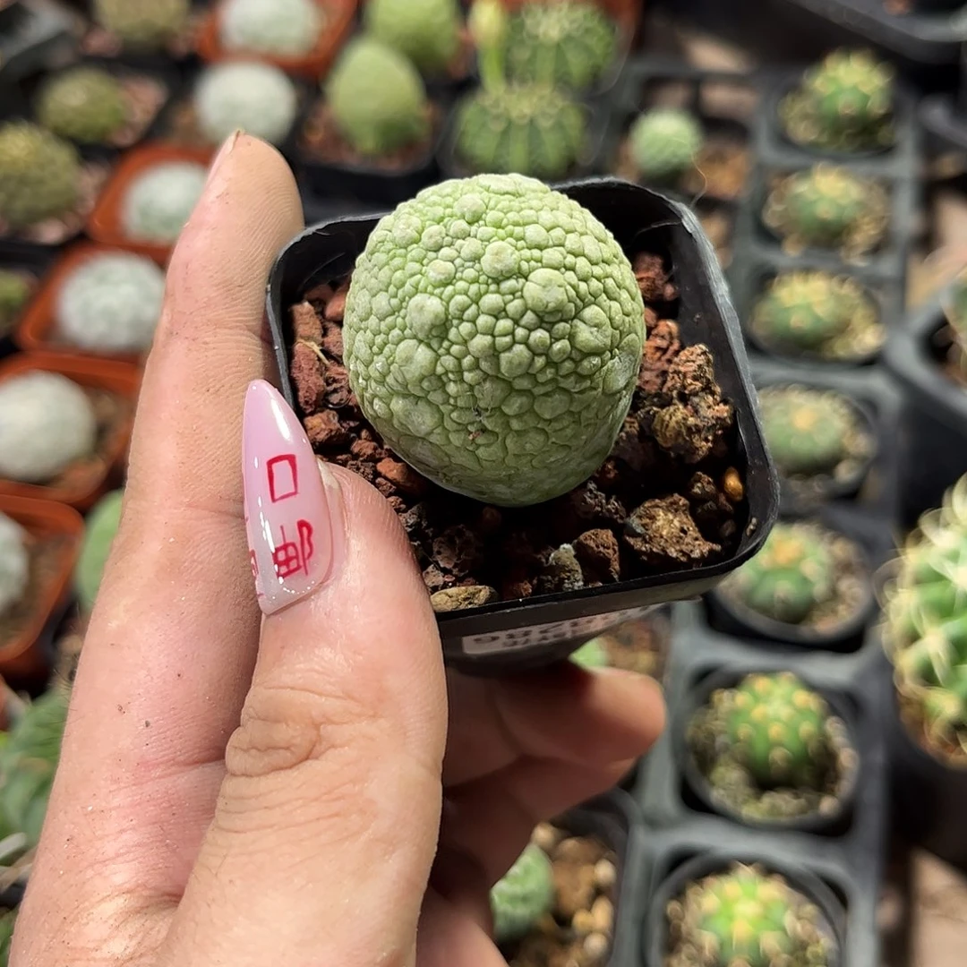 ****啦108286一物一拍单头发货