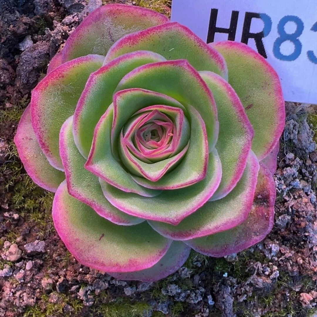 HR833。等雨福利多肉