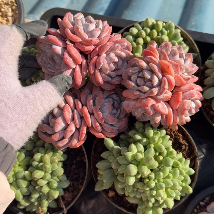 三颗一起的一物一拍的