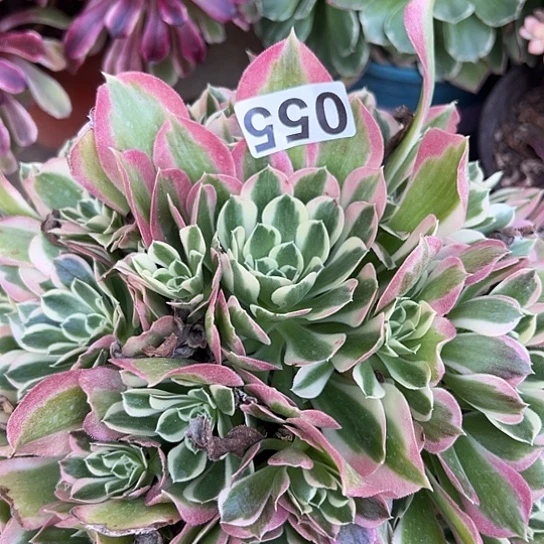 回*多肉植物一个