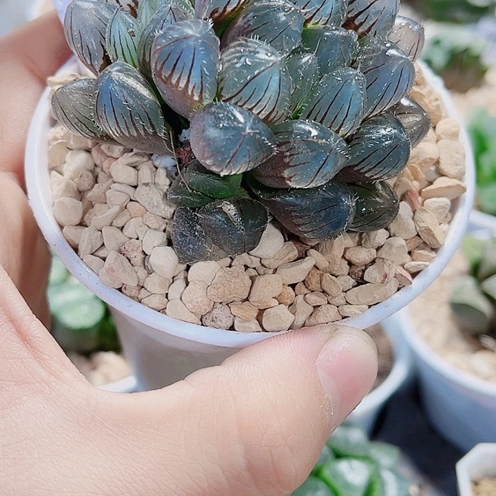 赤线雨露新手好养