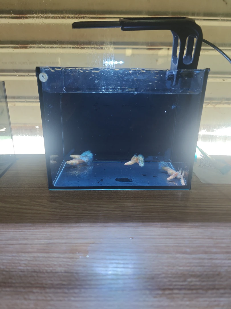 孔雀鱼黄蛇王大背白子三对种鱼