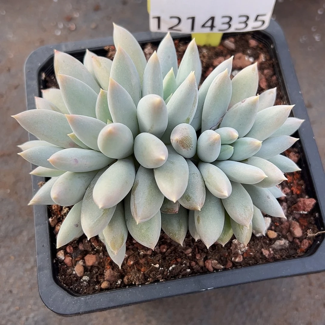 1214335 焦糖体哥特朵朵