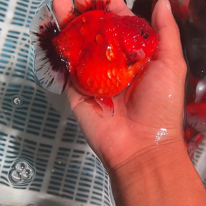 金鱼包邮123456789