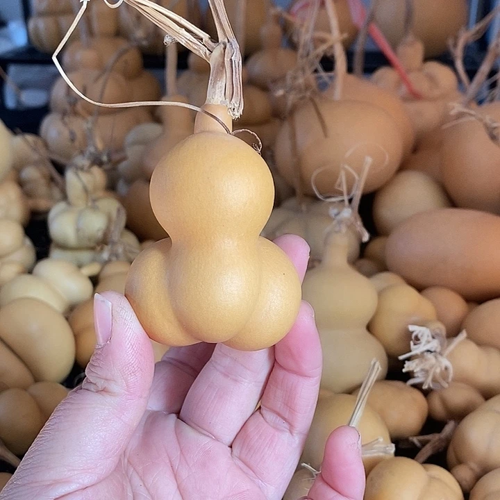 软***柿葫芦的颜色是蓝色还是蓝色