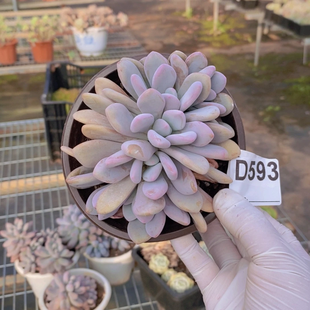 593粉兔缀化一物一拍