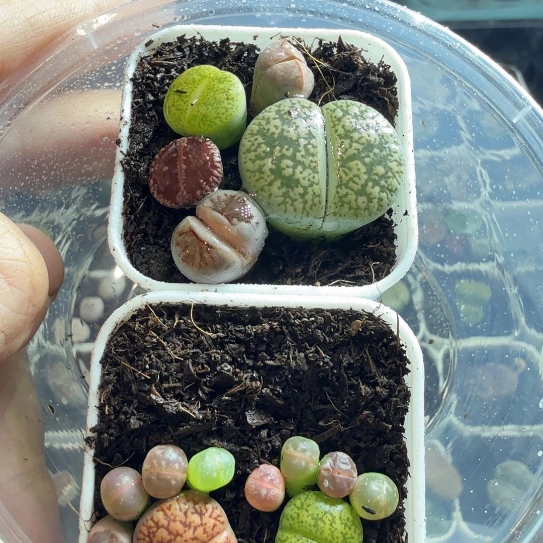 别***在多肉植物和野生131