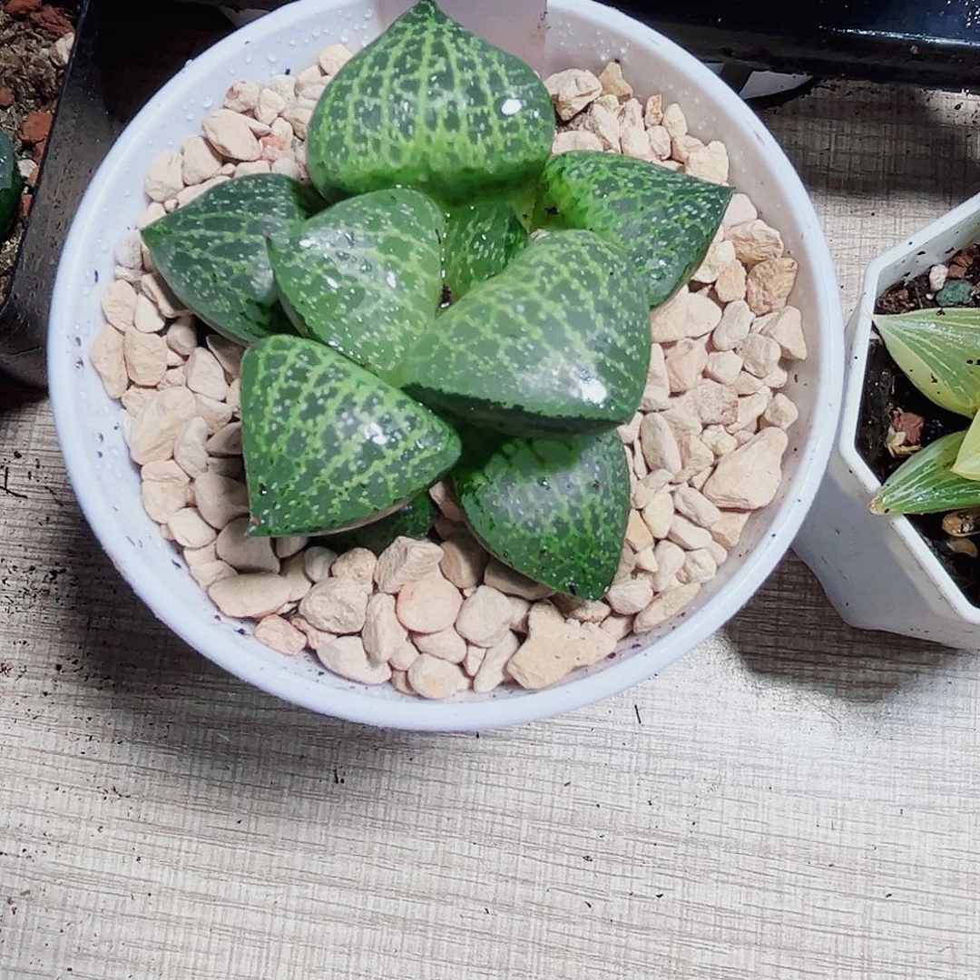 白鲸康平多肉植物6666