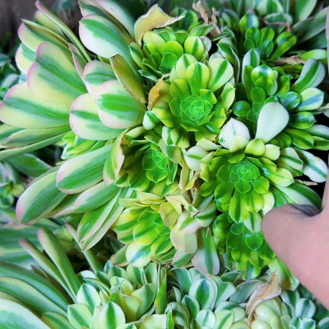 正版金丝翡翠满20包邮