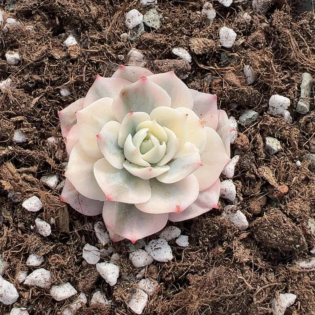 雪域锦，多肉植物