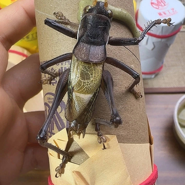 鸣虫虫具一个包邮