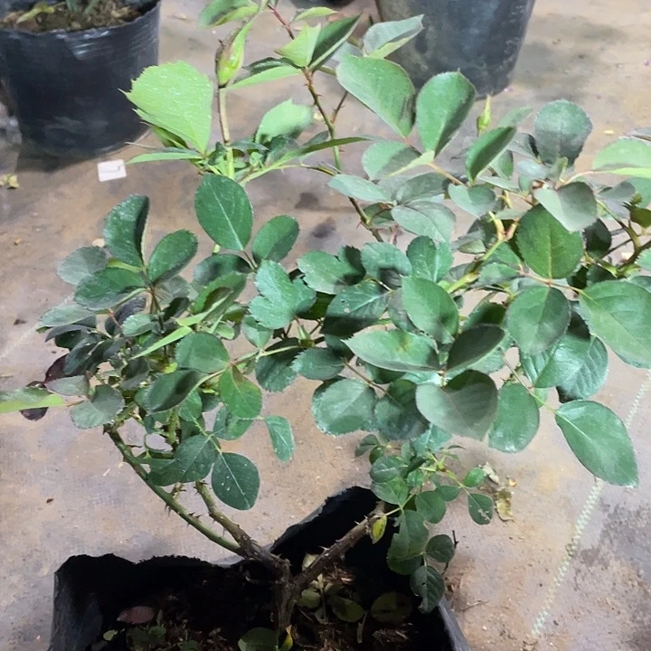 当前无花朵，栽培后可花朵莫里斯尤