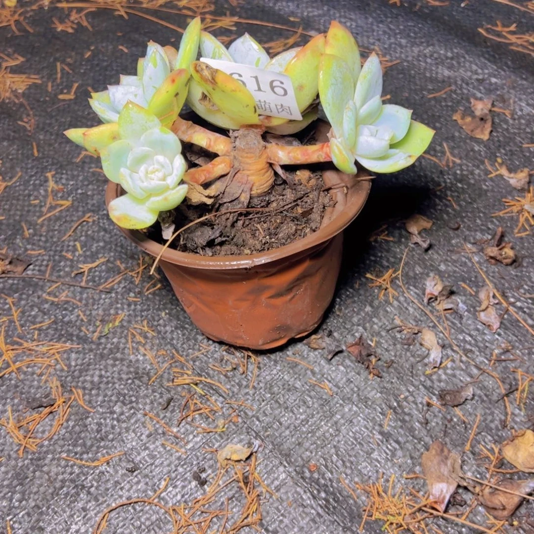 小凤橙6616多肉植物