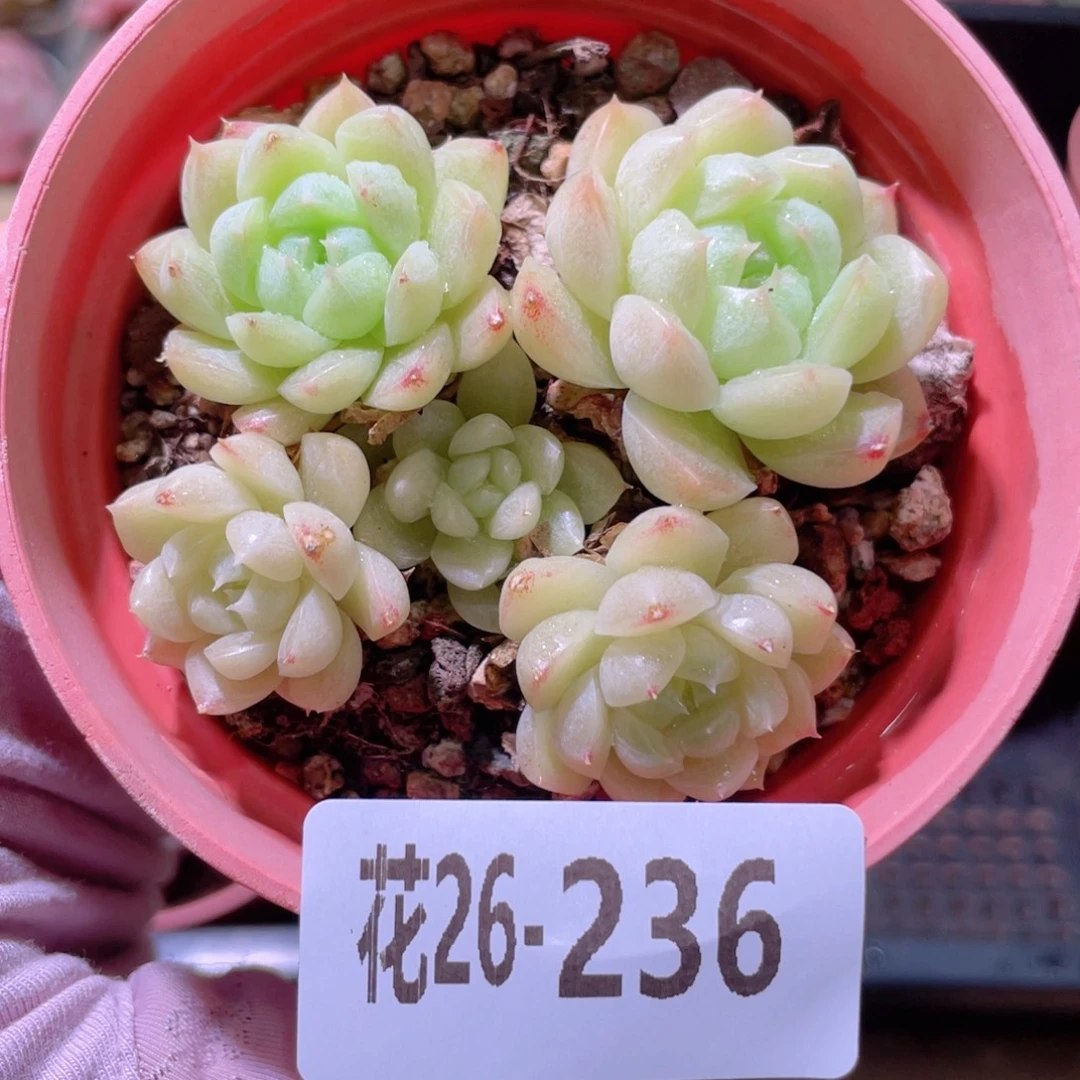 花利美26-236麦秆