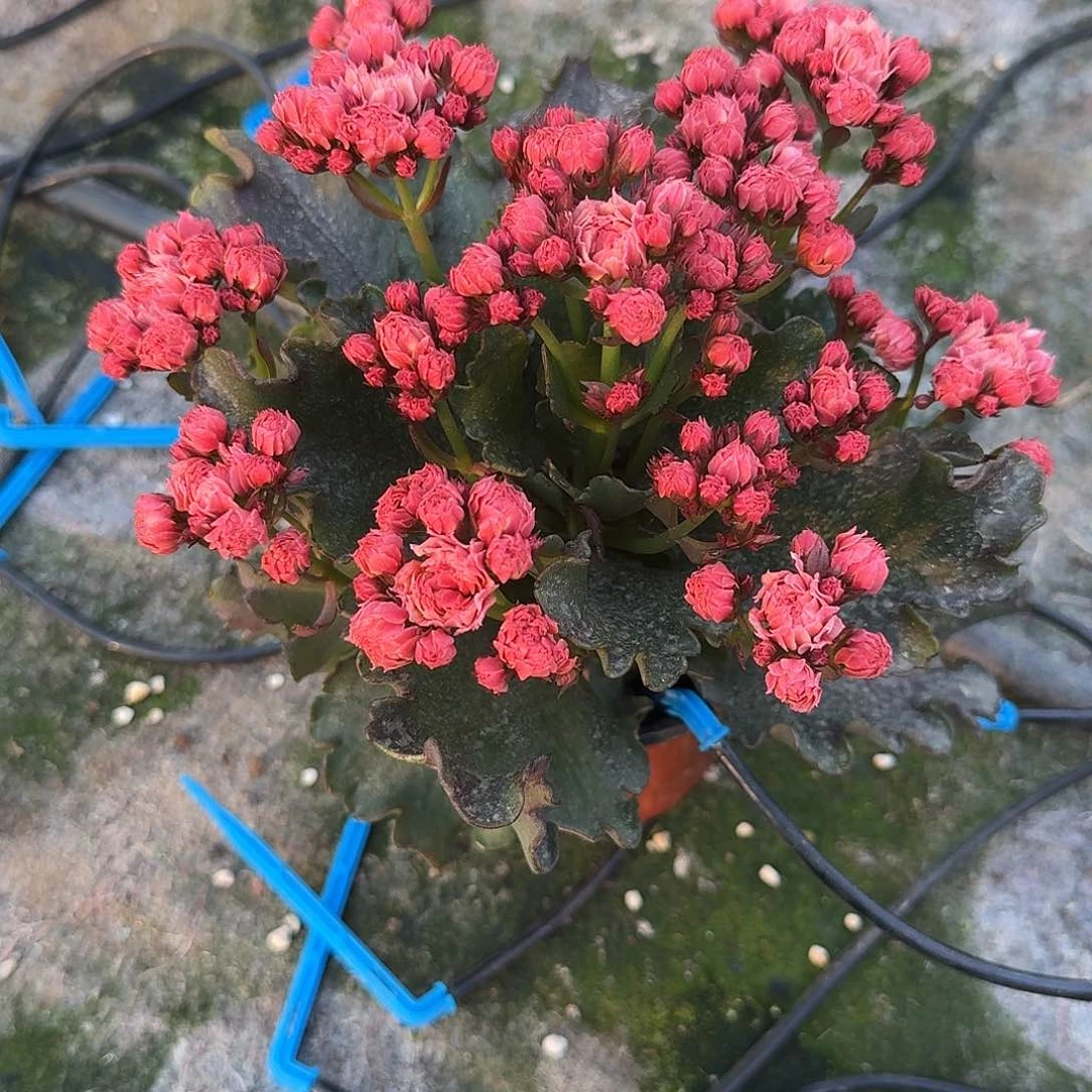 花***.完全开放蕾丝花神