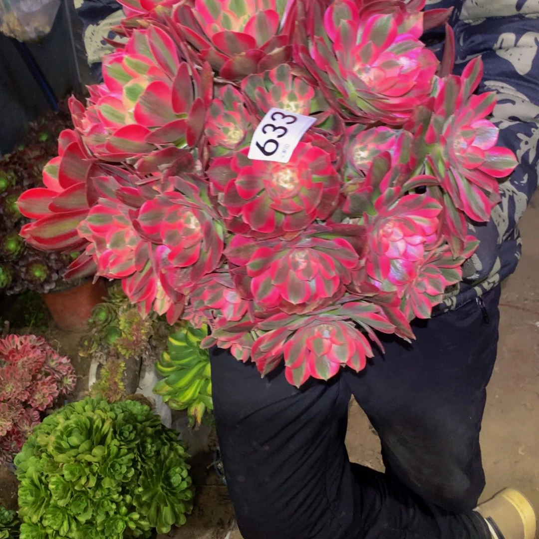 法师多肉植物633